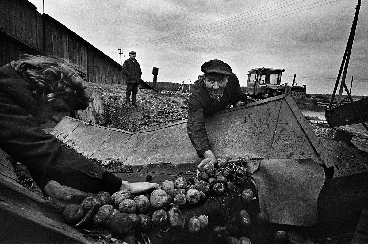 Совхоз Победа Аннино Ломоносовский Район Купить Рассаду